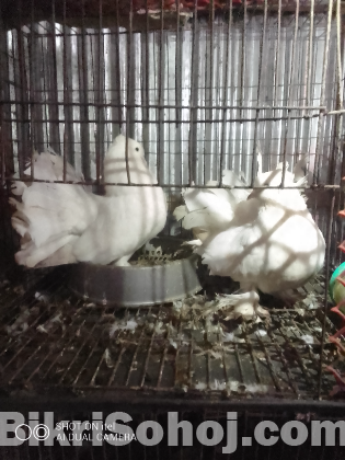 লকখা কবুতর Price Reduced Due to Urgency